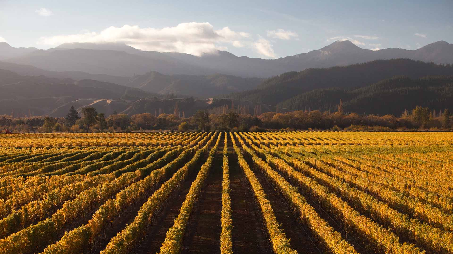 countryside-bg personal-family-insurance-bg